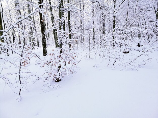 ノルウェーのラルヴィークの日光の下で雪に覆われた木々に囲まれた森