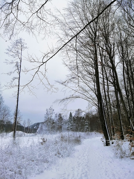 ノルウェーのラルヴィークの日光の下で雪に覆われた木々に囲まれた森