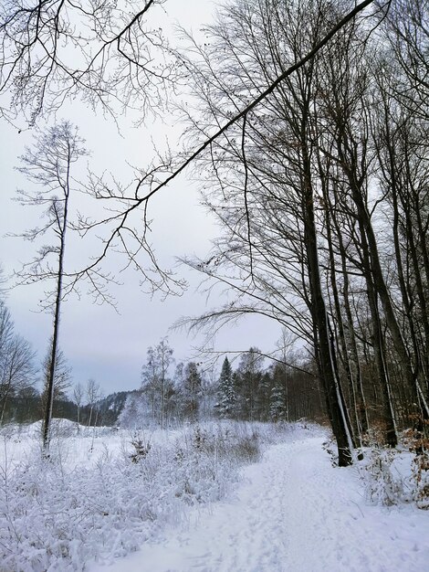 ノルウェーのラルヴィークの日光の下で雪に覆われた木々に囲まれた森