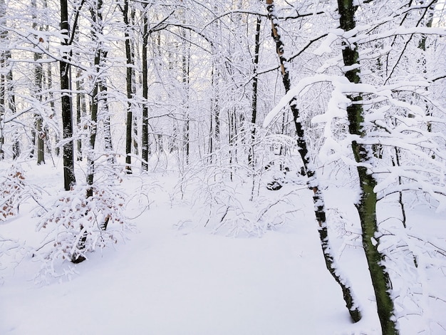 ノルウェーのラルヴィークの日光の下で雪に覆われた木々に囲まれた森