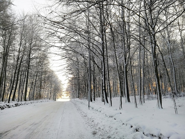 ノルウェーのラルヴィークの日光の下で雪に覆われた木々に囲まれた森