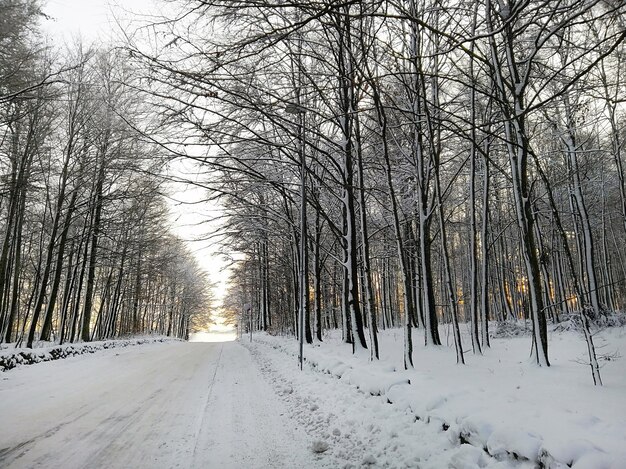 ノルウェーのラルヴィークの日光の下で雪に覆われた木々に囲まれた森