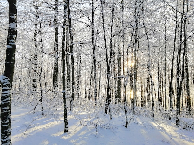노르웨이 Larvik의 햇빛 아래 눈으로 덮인 나무로 둘러싸인 숲