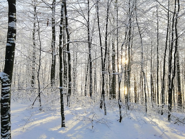 ノルウェーのラルヴィークの日光の下で雪に覆われた木々に囲まれた森