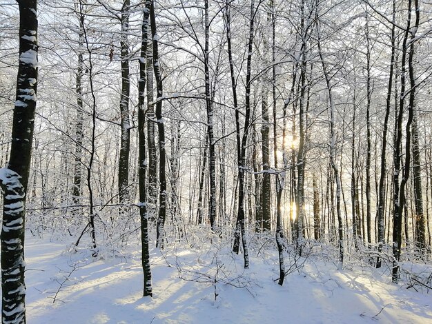 ノルウェーのラルヴィークの日光の下で雪に覆われた木々に囲まれた森