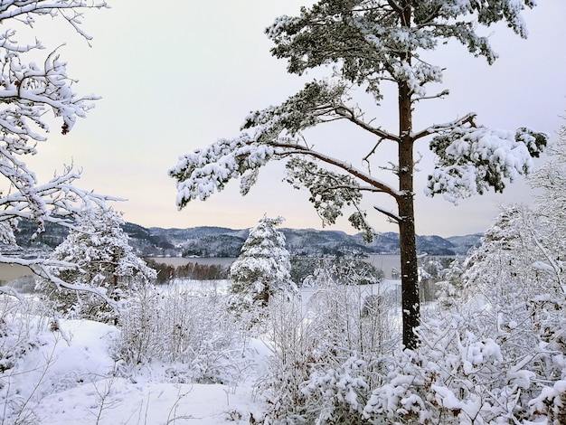 Forest surrounded by trees covered in the snow under the sunlight in Larvik in Norway