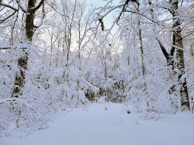 ノルウェーのラルヴィークの日光の下で雪に覆われた木々に囲まれた森