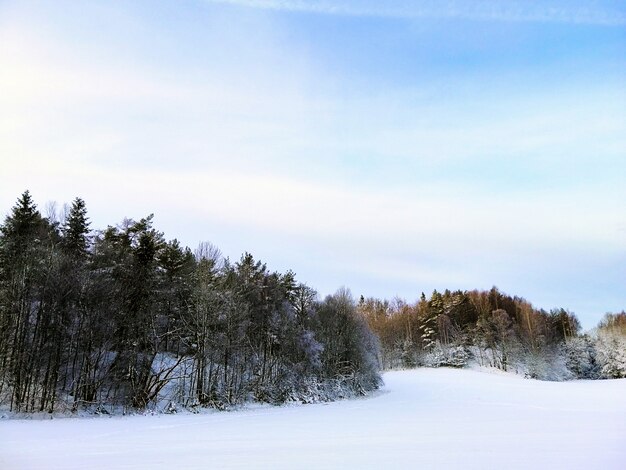 ノルウェーのラルヴィークで日光の下で雪に覆われた木々に囲まれた森