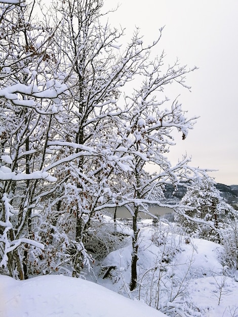 ノルウェーのラルヴィークで日光の下で雪に覆われた木々に囲まれた森