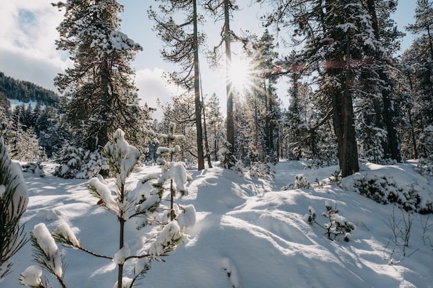 冬の日光の下で雪に覆われた木々に囲まれた森