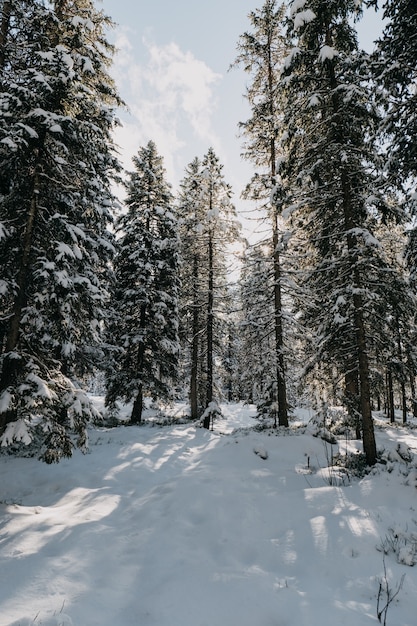 겨울의 햇살 아래 눈에 덮인 나무로 둘러싸인 숲
