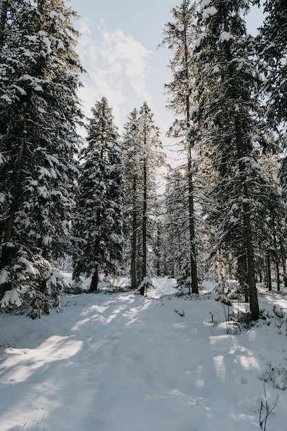 冬の日差しの下で雪に覆われた木々に囲まれた森