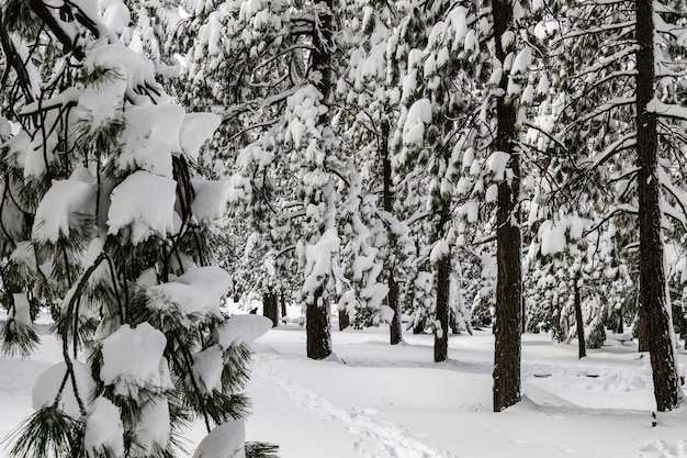 日光の下で雪に覆われた木々に囲まれた森