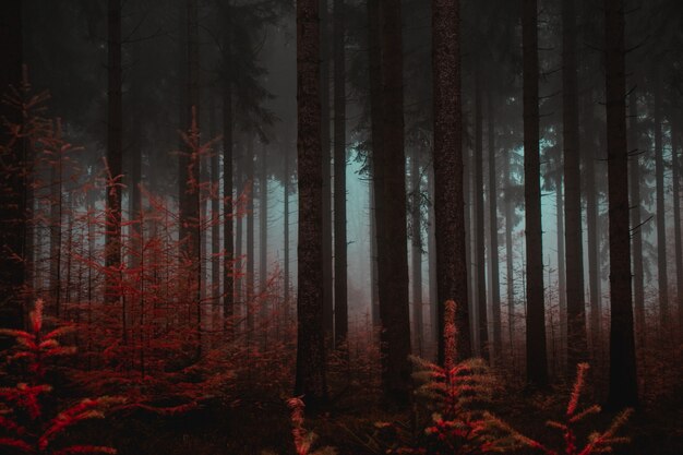 Forest of tall trees during autumn