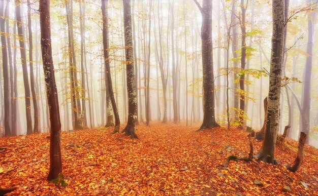 Forest trail in the mountains on autumn day