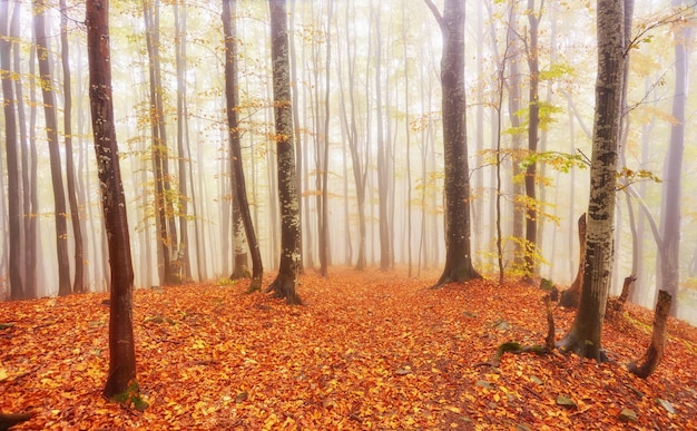 Forest trail in the mountains on autumn day