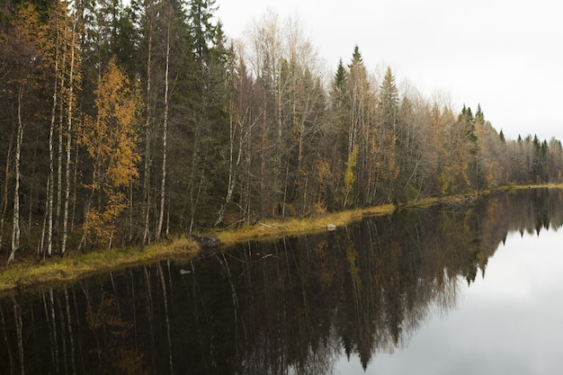 Forest on the water