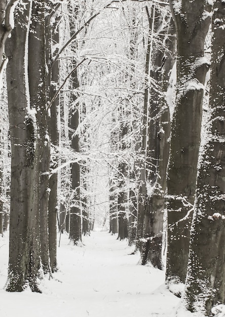 Forest in winter