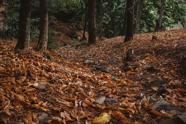 Forest with autumn leaves