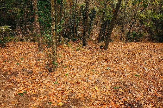 Forest with autumn leaves