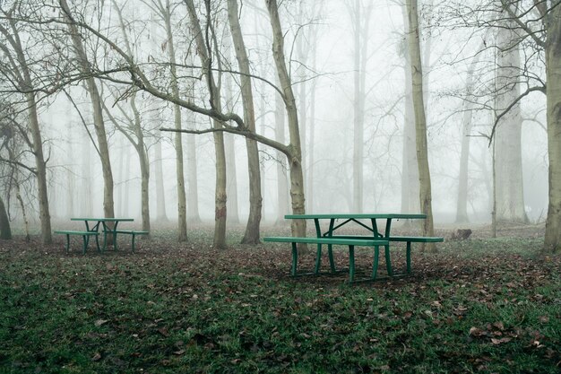 霧に包まれたベンチと葉のない木々のある森