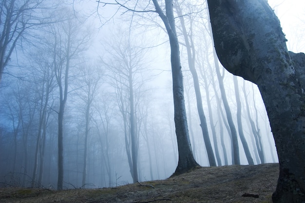 Forest with fog seen from below