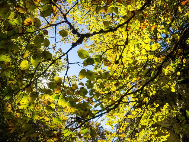 Forest with fresh green trees during daytime