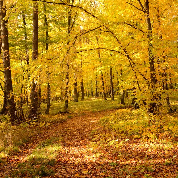 "Forest with golden leaves"