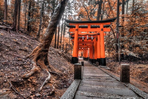 Forest with japanese structure