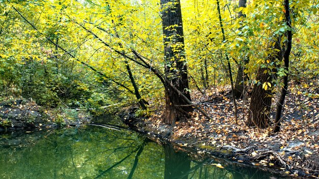 Лес с множеством зеленых и желтых деревьев и кустов, опавшие листья на земле, небольшой пруд на переднем плане, Кишинев, Молдова