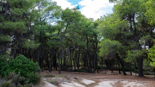 Forest with lush green firs and bushes, falled branches in Greece