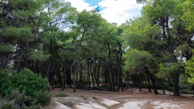 무성한 녹색 전나무와 덤불이있는 숲, 그리스의 쓰러진 가지