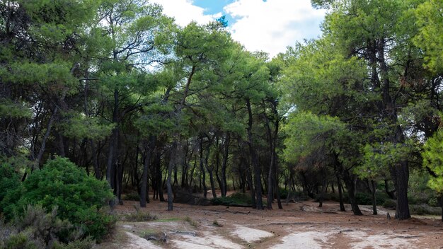 緑豊かなもみや茂みのある森、ギリシャの倒れた枝