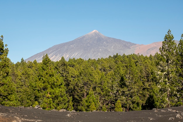 Foto gratuita foresta con sfondo di picco di montagna