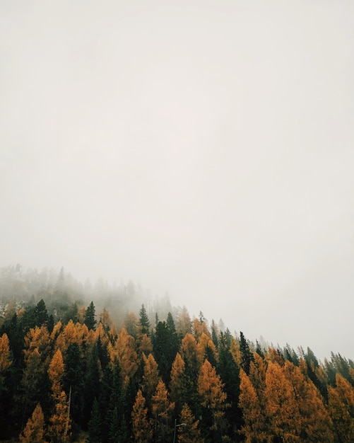 Лес с разноцветными лиственницами в туманную погоду