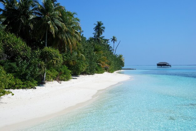 Forest with palm trees on a shore near the beach with a house in the distance