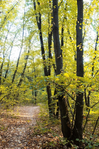 緑の木々や茂み、地面に落ち葉、キシナウ、モルドバを通る小道のある森