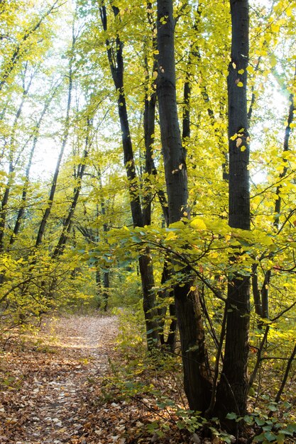 A forest with a path through the green trees and bushes, fallen leaves on the ground, Chisinau, Moldova