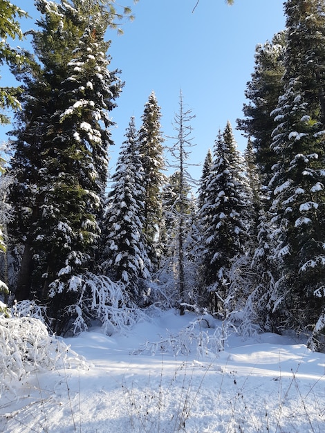 Forest with pine trees covered with snow in the winter