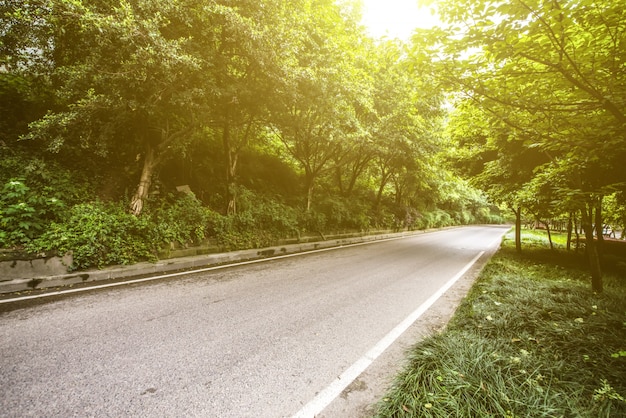 Forest with roadway