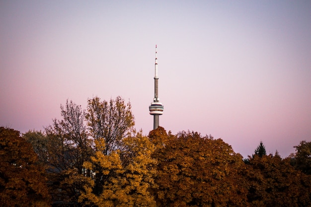 A forest with a tall beacon tower