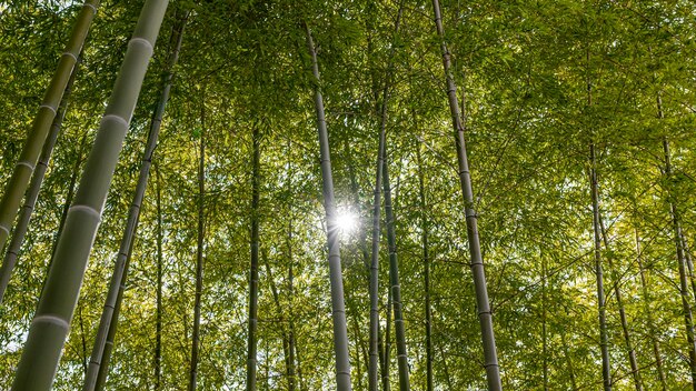 Forest with trees close up