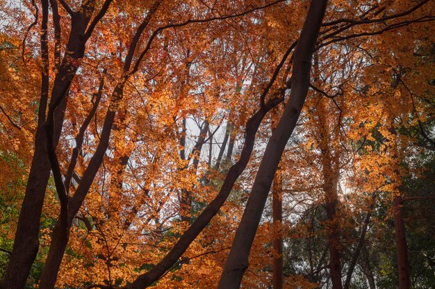 Forest with trees close up