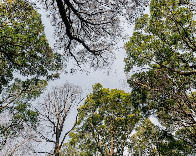 Foto gratuita foresta con alberi da vicino