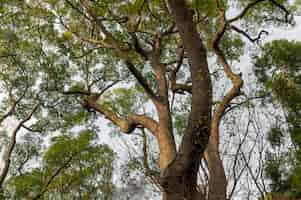 Free photo forest with trees close up