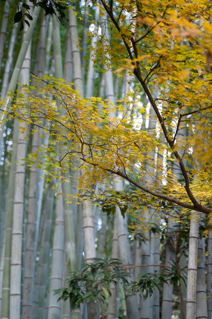 Foresta con alberi da vicino