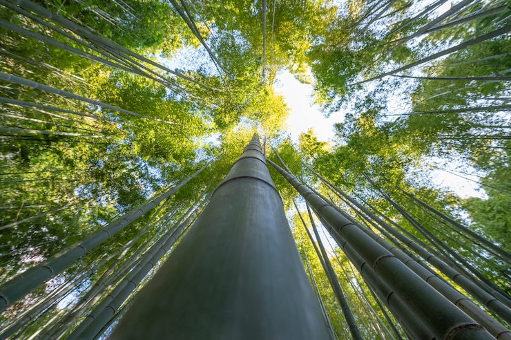 Free Photo forest with trees close up