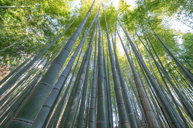 木々のある森がクローズアップ