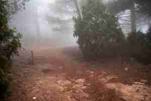 Free photo forest with trees and fog landscape