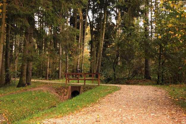 Forest with trees and a wooden railing